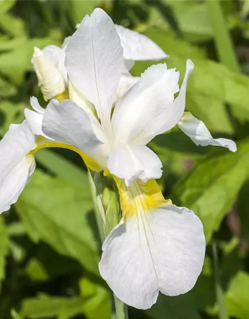 Iris sibirica