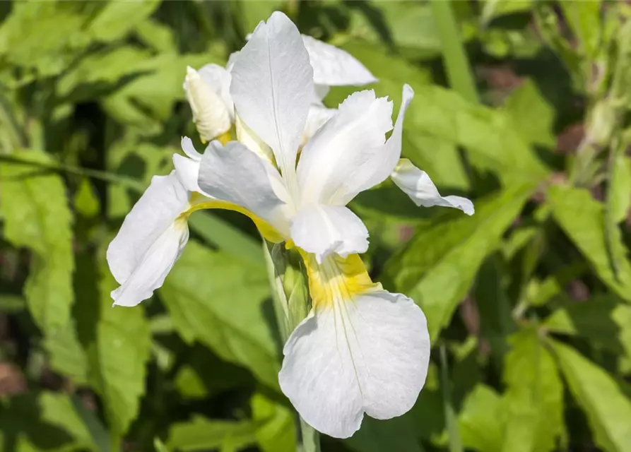 Iris sibirica