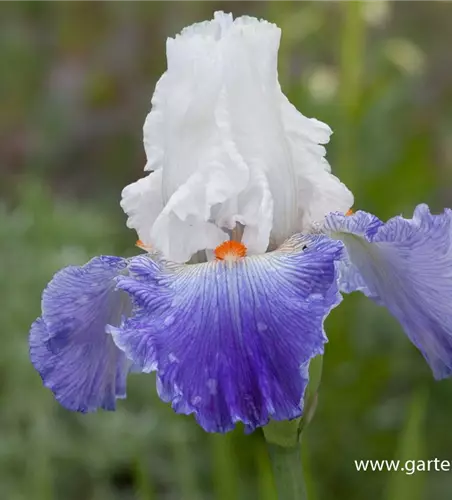 Hohe Bartiris 'Parisien'