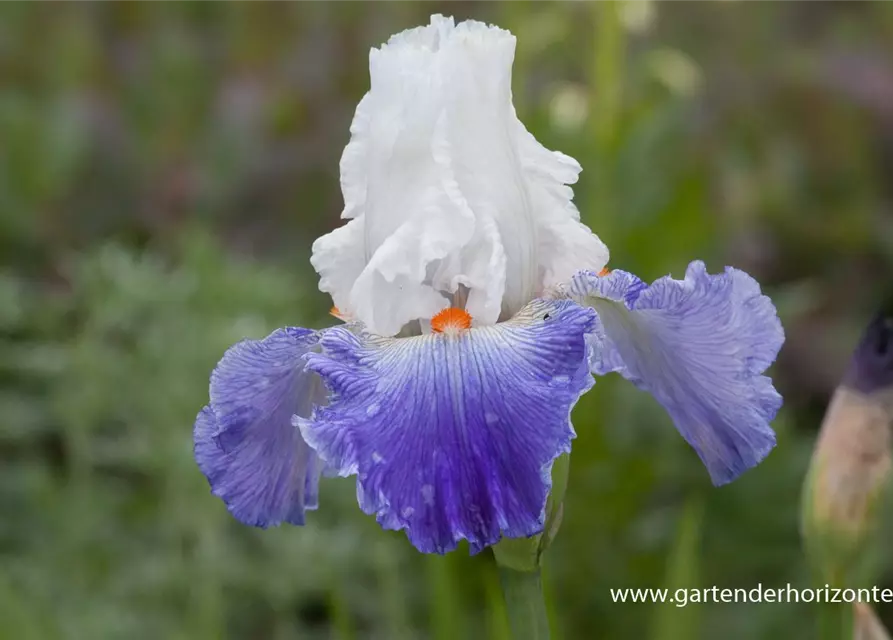 Hohe Bartiris 'Parisien'