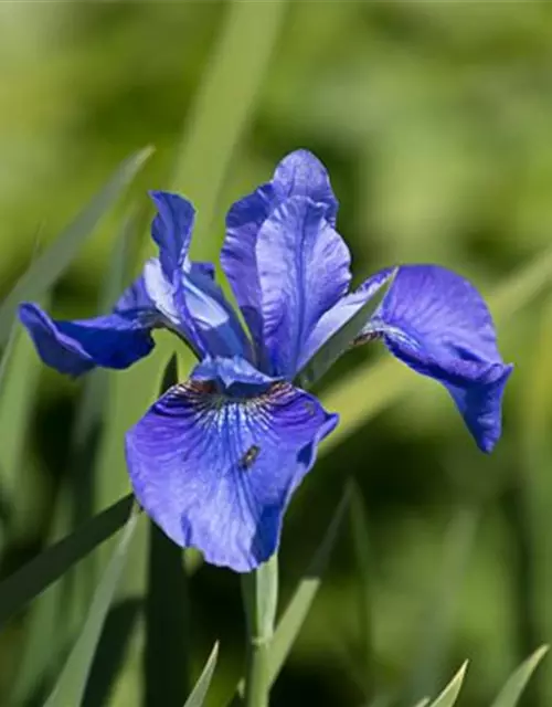 Iris sibirica