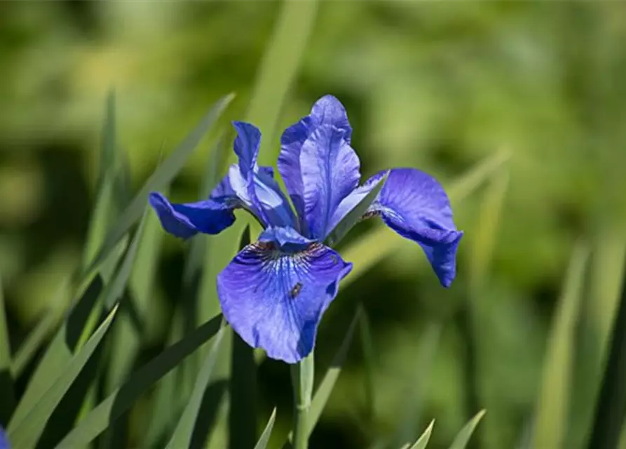 Iris sibirica