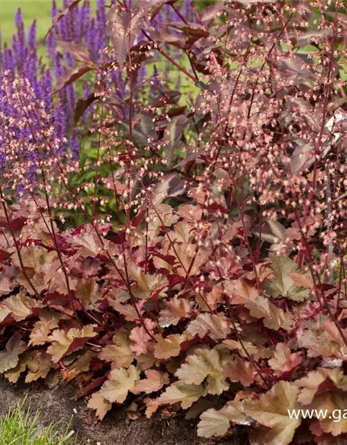 Heuchera x cult.'Chocolate Ruffles' -R-