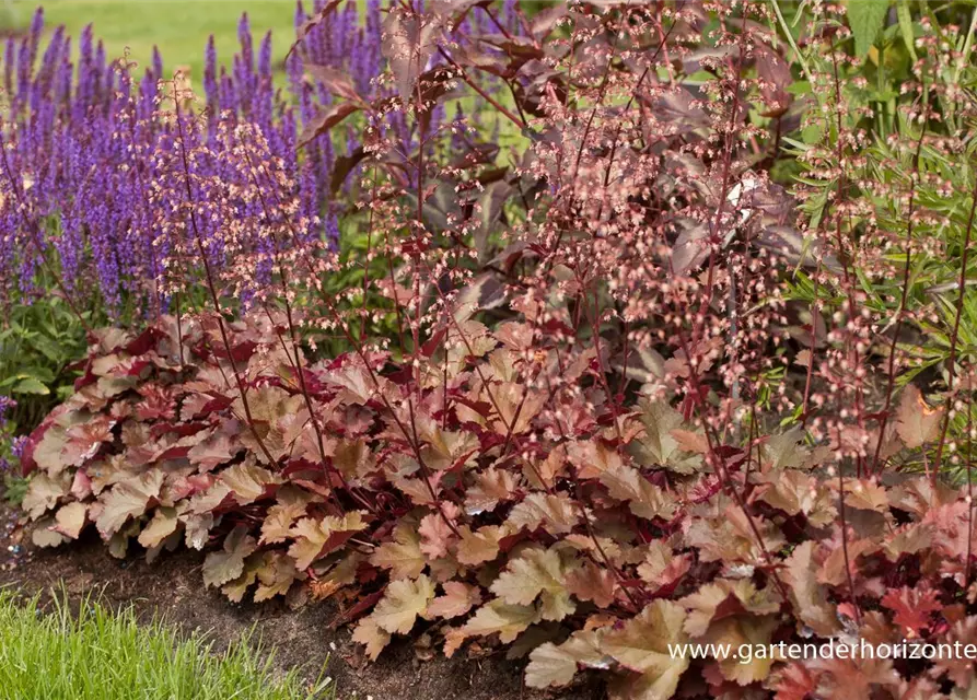 Heuchera x cult.'Chocolate Ruffles' -R-