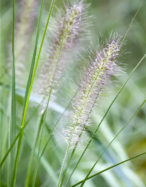 Garten-Federborstengras 'Cassian'