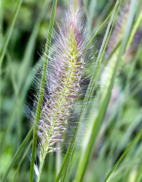 Garten-Federborstengras 'Cassian'