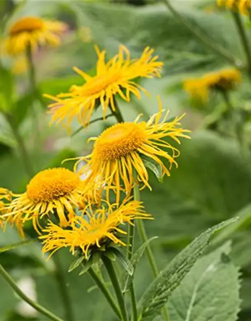 Inula magnifica