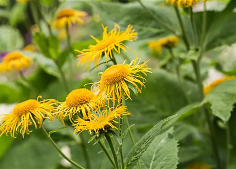 Inula magnifica