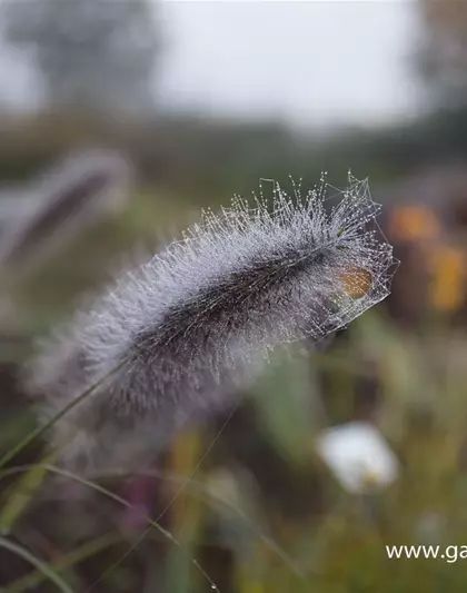 Garten-Federborstengras 'Cassian'