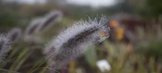 Garten-Federborstengras 'Cassian'