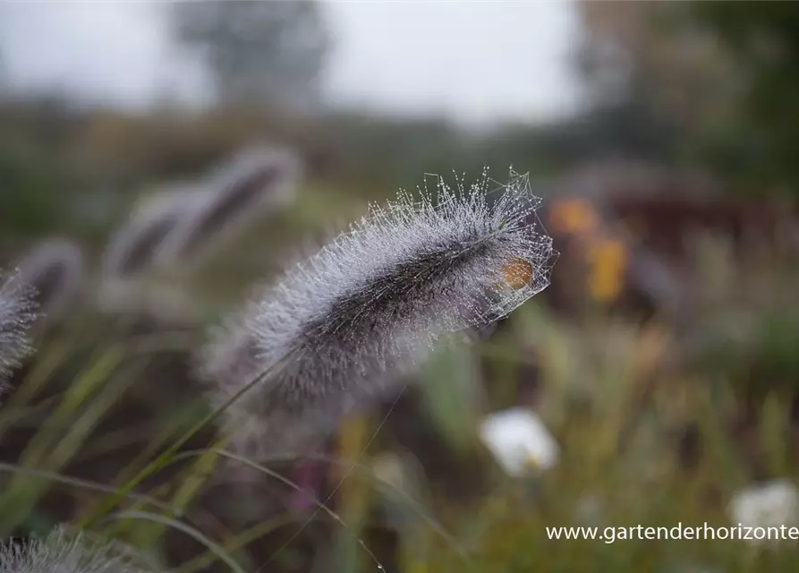 Garten-Federborstengras 'Cassian'