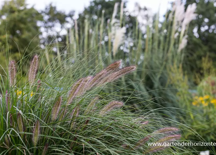 Garten-Federborstengras 'Cassian'