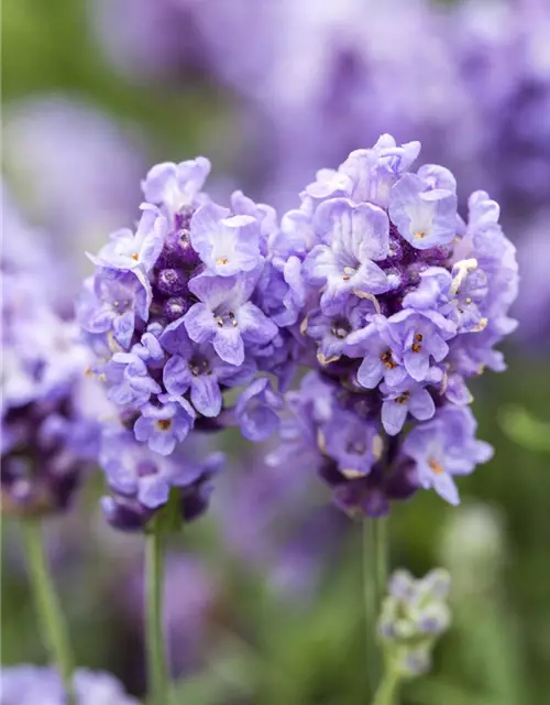 Lavandula angustifolia 'Ellagance Purple'