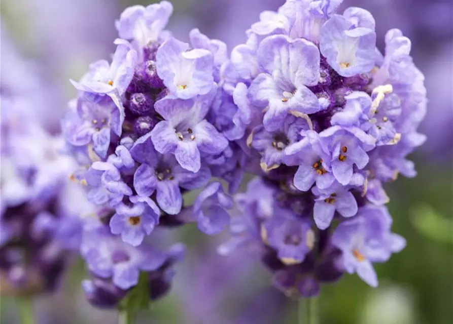 Lavandula angustifolia 'Ellagance Purple'