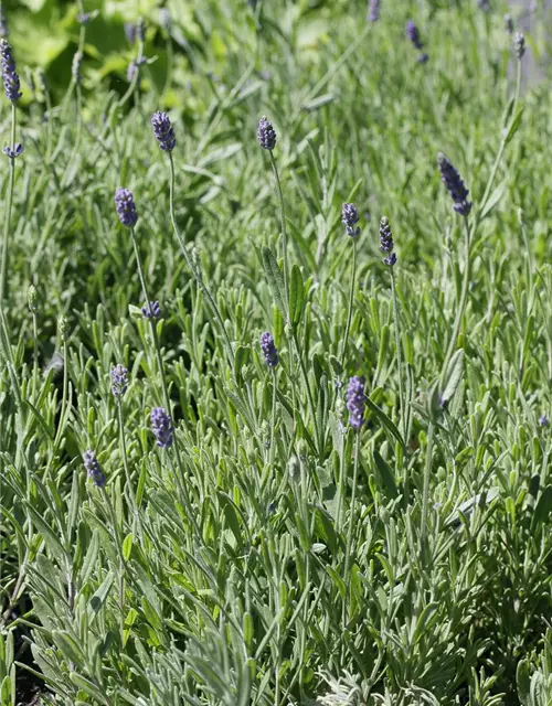 Lavandula angustifolia 'Ellagance Purple'