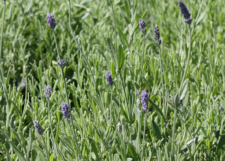 Lavandula angustifolia 'Ellagance Purple'