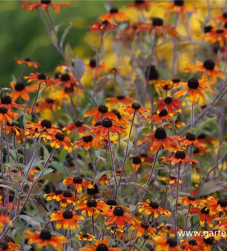 Garten-Sonnenhut 'Prairie Glow'