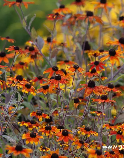 Garten-Sonnenhut 'Prairie Glow'