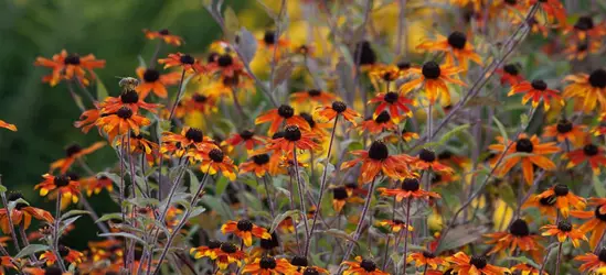 Garten-Sonnenhut 'Prairie Glow'