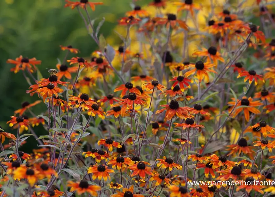 Garten-Sonnenhut 'Prairie Glow'