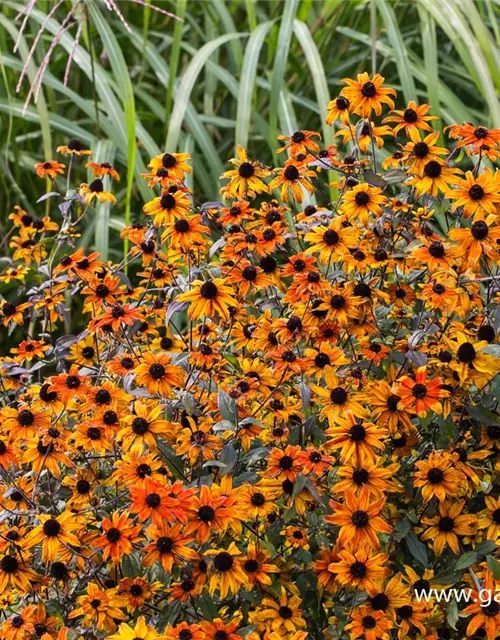 Garten-Sonnenhut 'Prairie Glow'