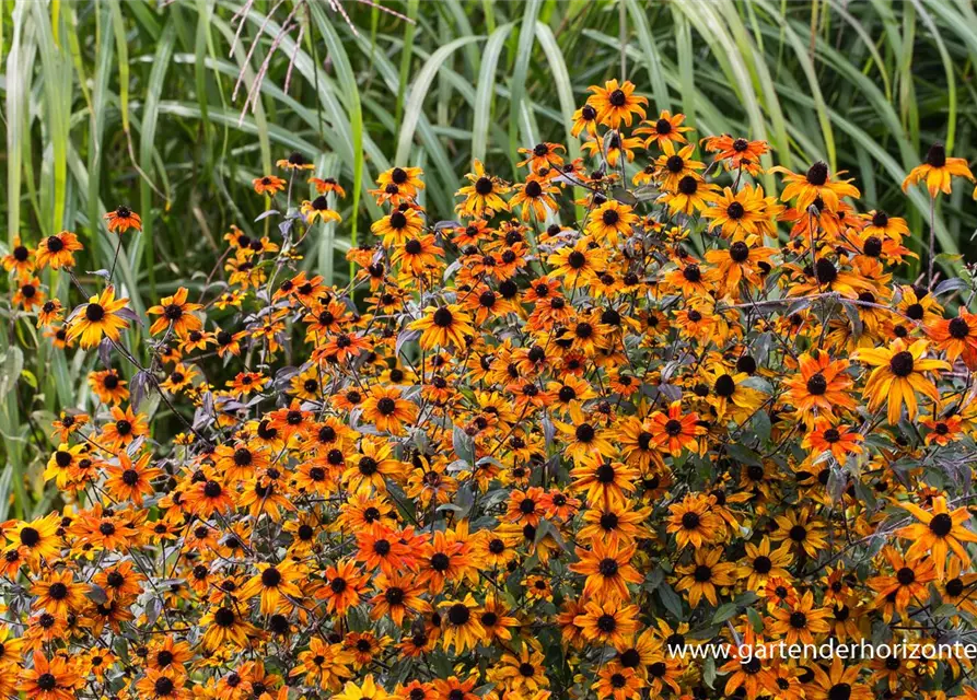 Garten-Sonnenhut 'Prairie Glow'