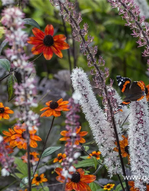 Garten-Sonnenhut 'Prairie Glow'