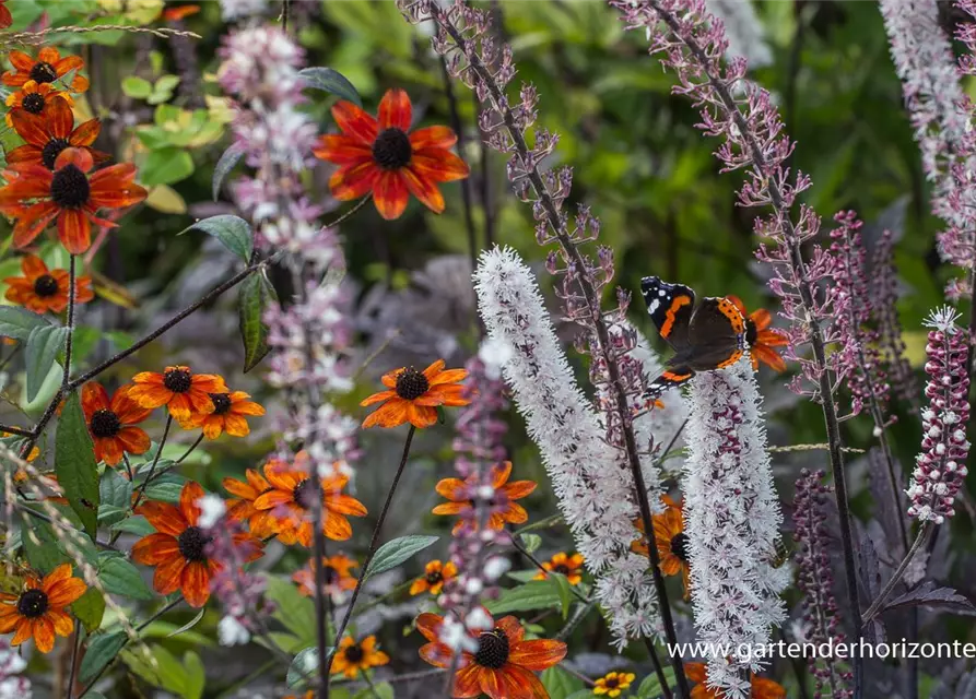 Garten-Sonnenhut 'Prairie Glow'