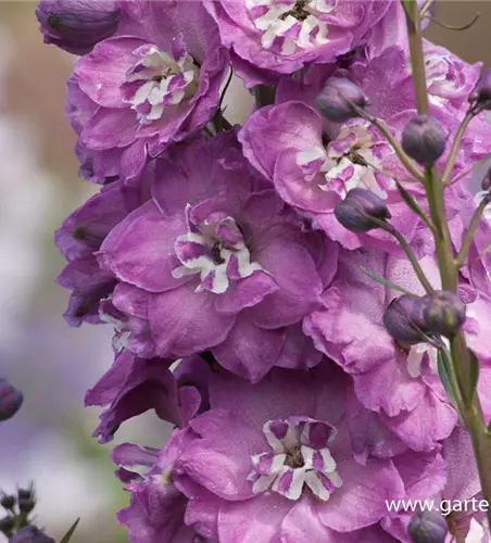 Hoher Garten-Rittersporn 'Pink Power'