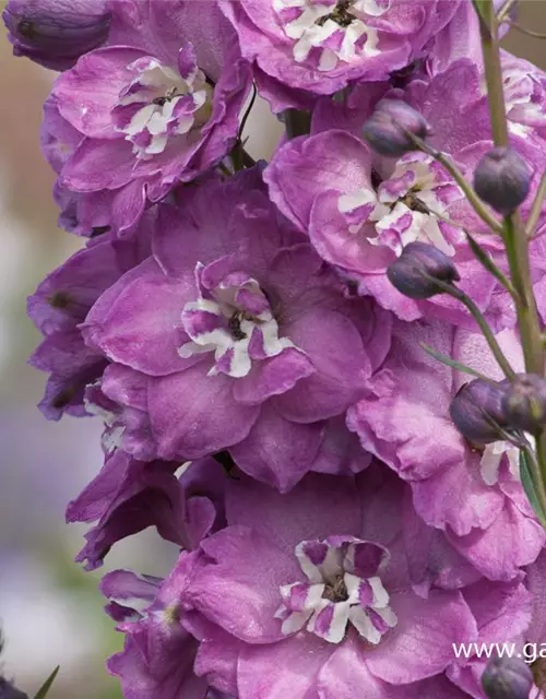 Hoher Garten-Rittersporn 'Pink Power'