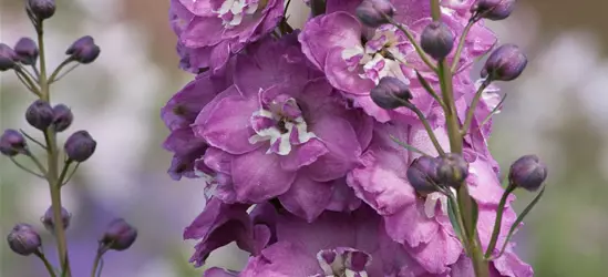 Hoher Garten-Rittersporn 'Pink Power'