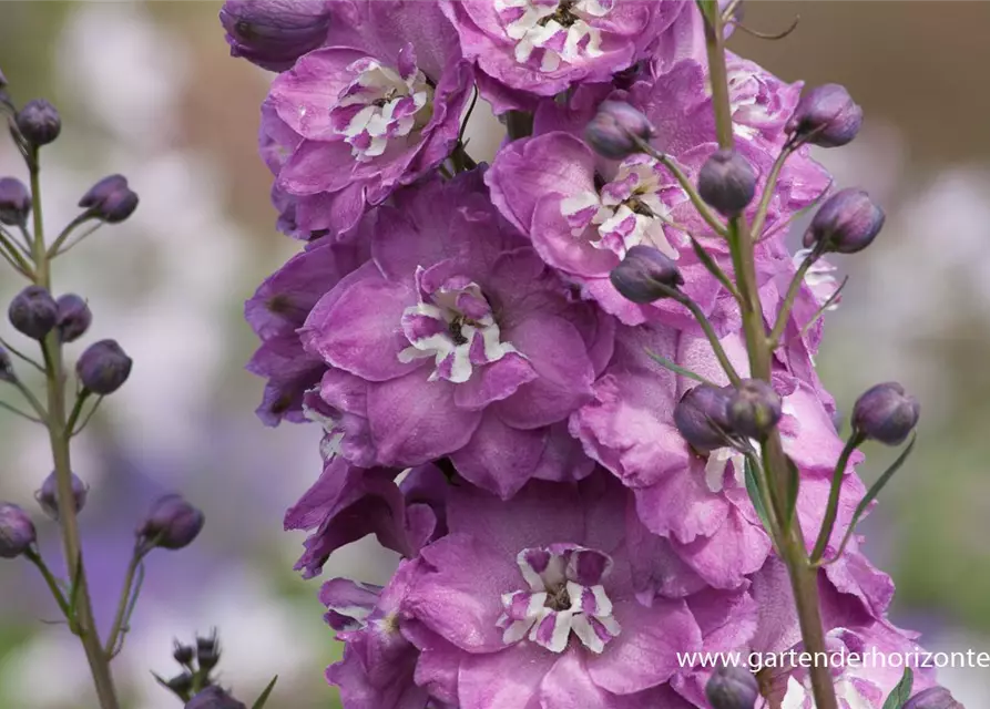 Hoher Garten-Rittersporn 'Pink Power'