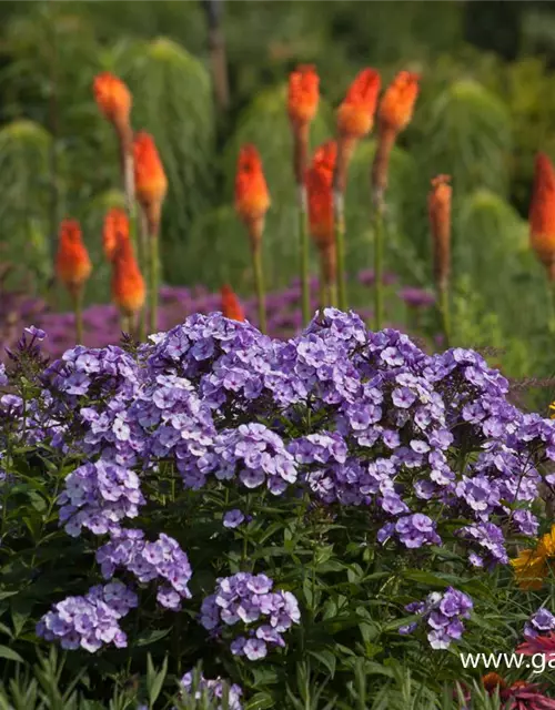 Hohe Flammenblume