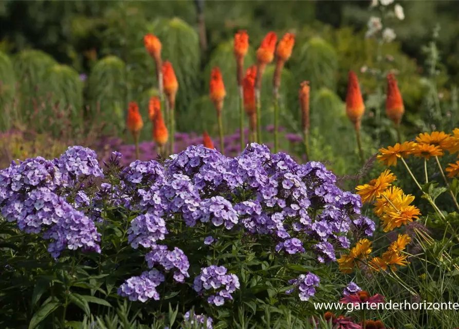 Hohe Flammenblume