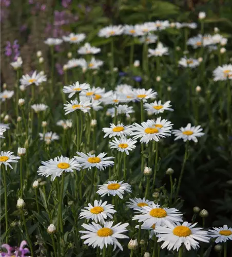 Großblumige Garten-Margerite 'Gruppenstolz'