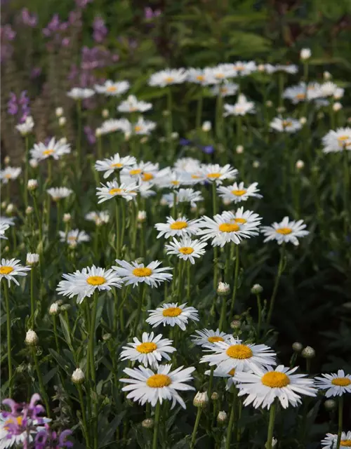 Großblumige Garten-Margerite 'Gruppenstolz'