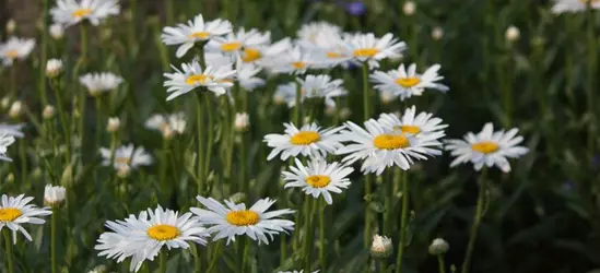 Großblumige Garten-Margerite 'Gruppenstolz'