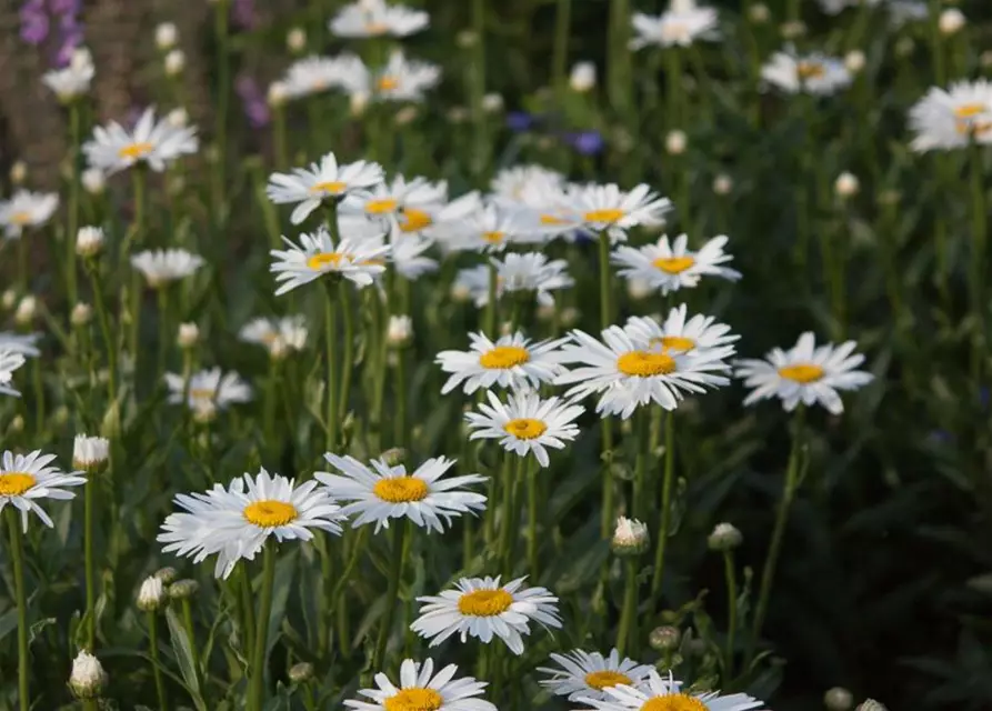 Großblumige Garten-Margerite 'Gruppenstolz'