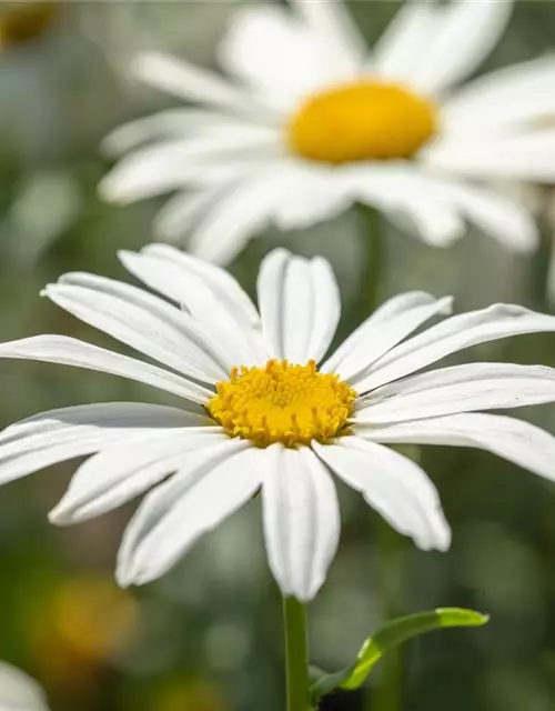 Großblumige Garten-Margerite 'Gruppenstolz'