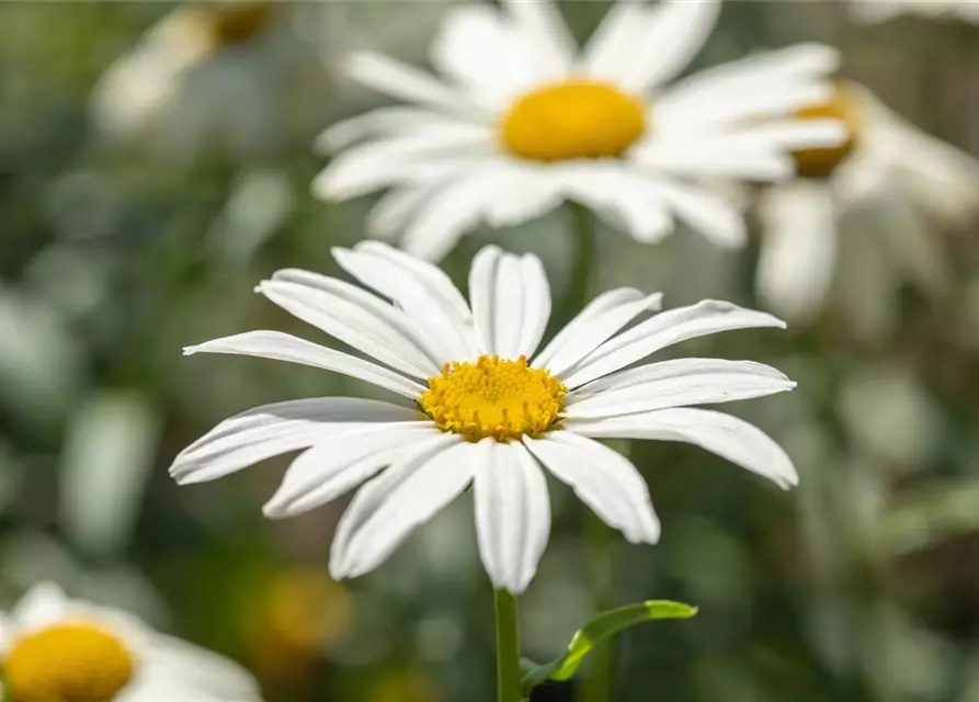 Großblumige Garten-Margerite 'Gruppenstolz'