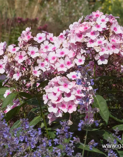 Hohe Garten-Flammenblume