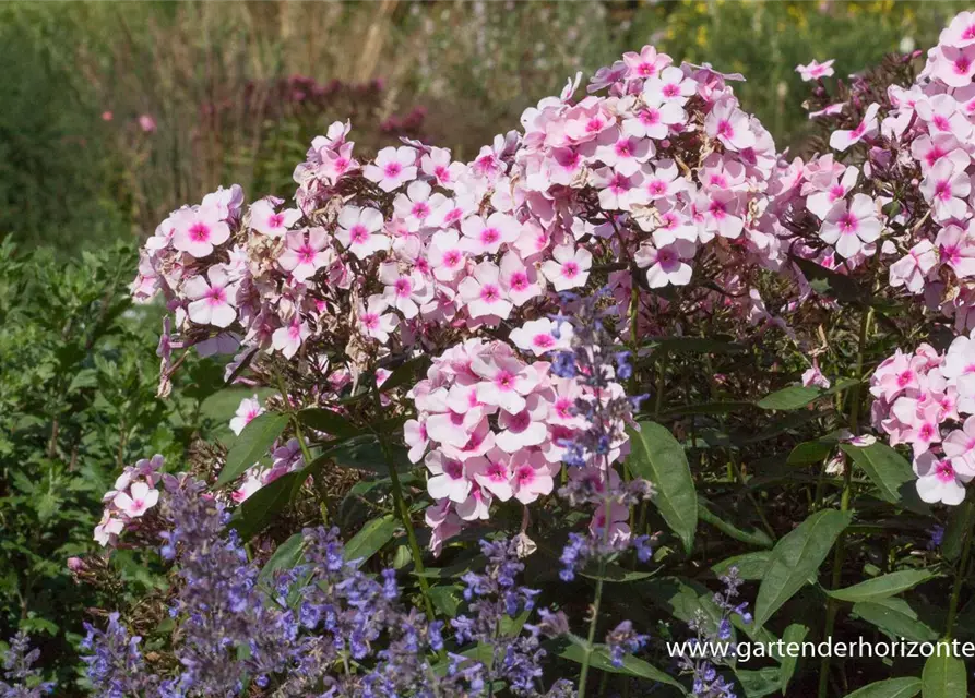 Hohe Garten-Flammenblume