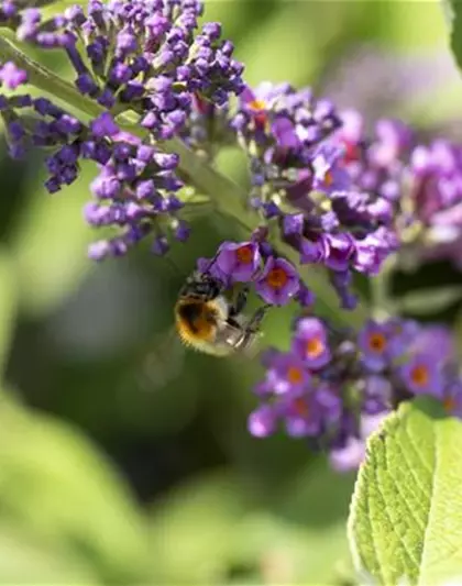 Insektennährgehölz