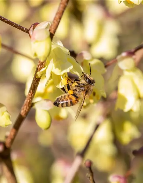 Insektennährgehölz-Hecke