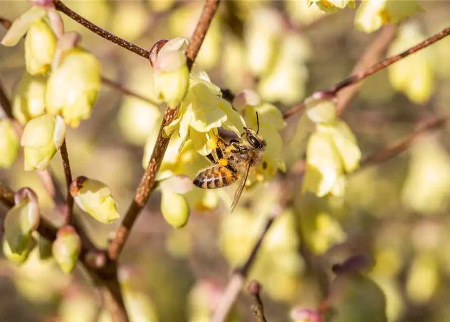 Insektennährgehölz-Hecke