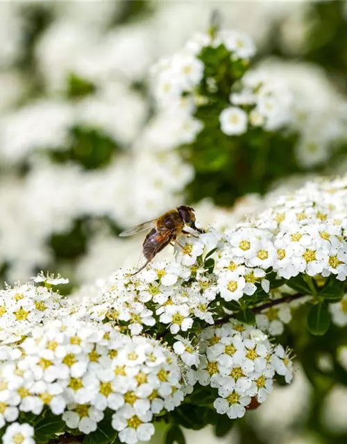 Insektennährgehölz-Hecke