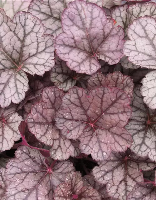 Garten-Silberglöckchen 'Sugar Frosting'