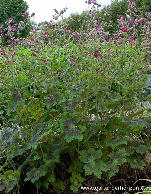 Geranium phaeum 'Samobor'