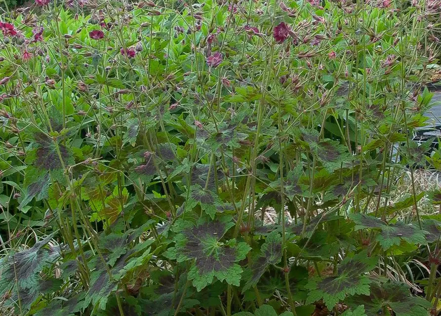 Geranium phaeum 'Samobor'