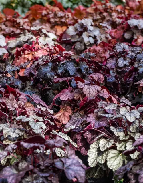 Garten-Silberglöckchen 'Sugar Frosting'